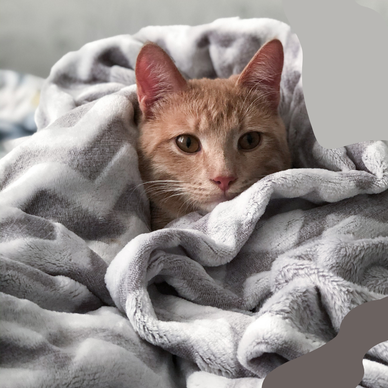 Blankets