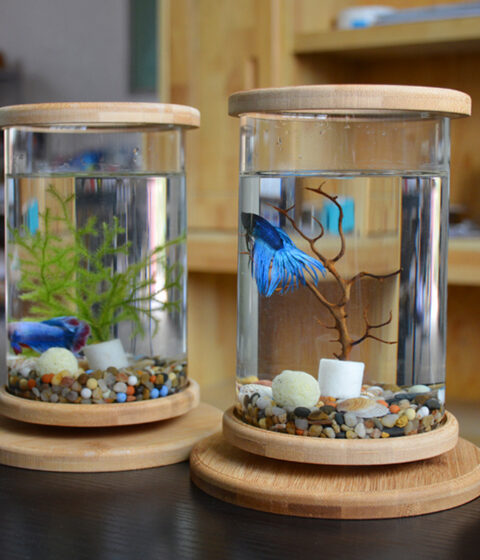 Glass Tank Bamboo Fish Bowl