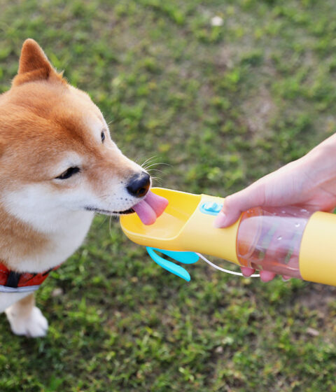 Portable Water Feeding Cup