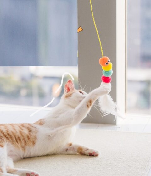 Simulated Caterpillar Cat Toys